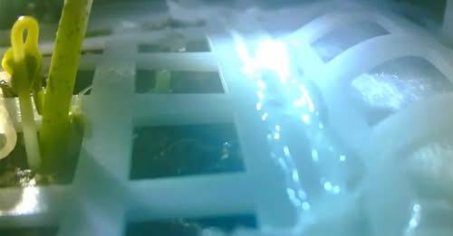 চাঁদের মাটিতে তুলা গাছ!!